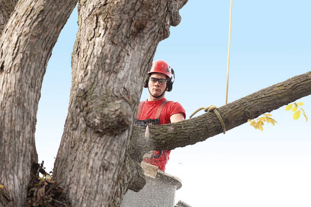 Best Commercial Tree Services  in Avenel, NJ